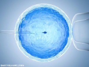 胚胎操作